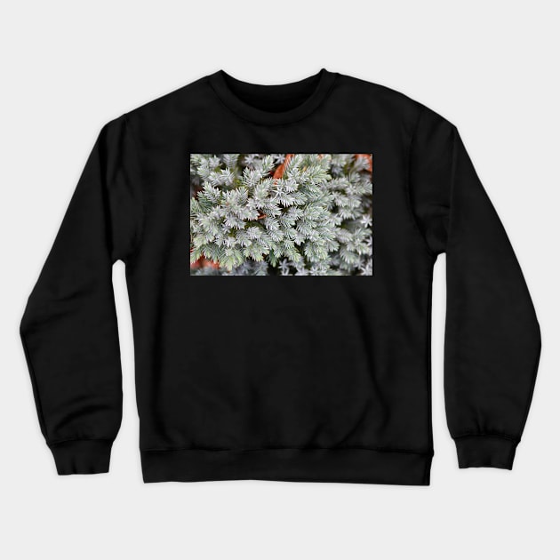 Winter fir Crewneck Sweatshirt by HappyPawtraits